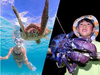 ウミガメ&ヤシガニに大接近!会いに行こう!!!