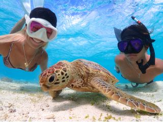 ウミガメ、近づいても全然逃げないのが嬉しい!!