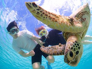 ウミガメ、近づいても全然逃げないのが嬉しい!!