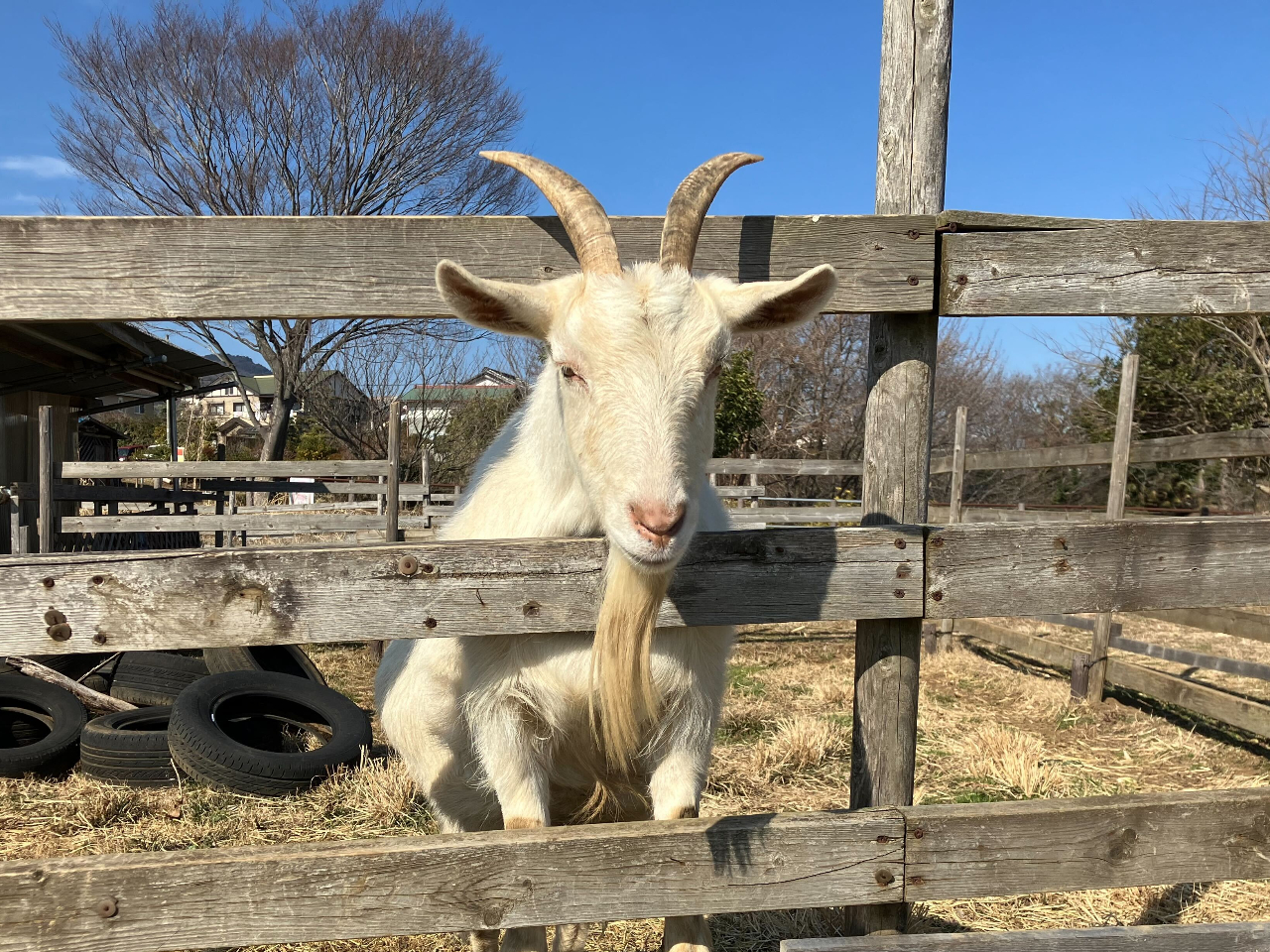 広場の一角ではヤギさんとのふれあいもできますよ!