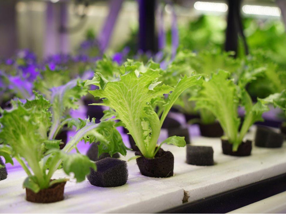 【山形市×収穫体験】ベビーレタス収穫/試食体験と水耕施設の見学を行って頂きます♪