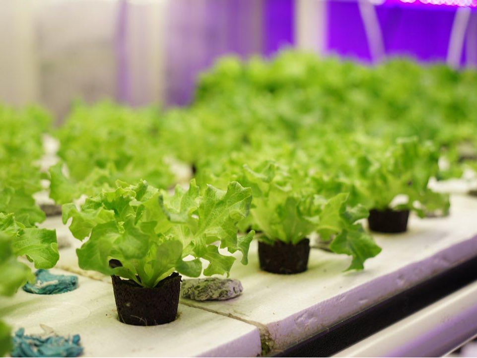 【山形市】アクアポニックスなどの技術の説明会