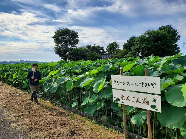 れんこんの葉はこんなに育つんです!