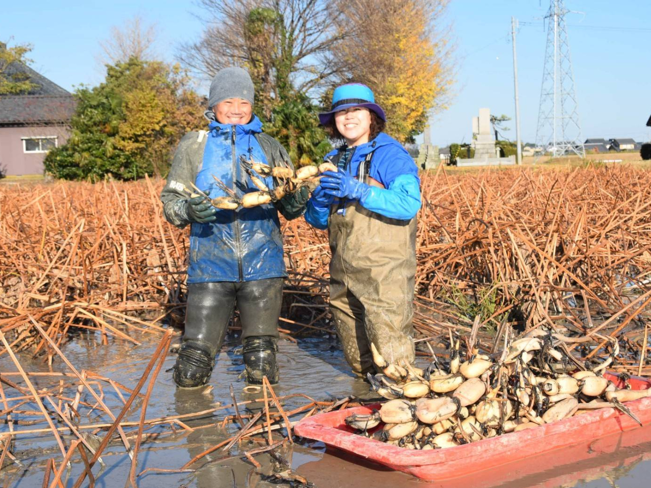 美味しいれんこんを作ってお待ちしております!