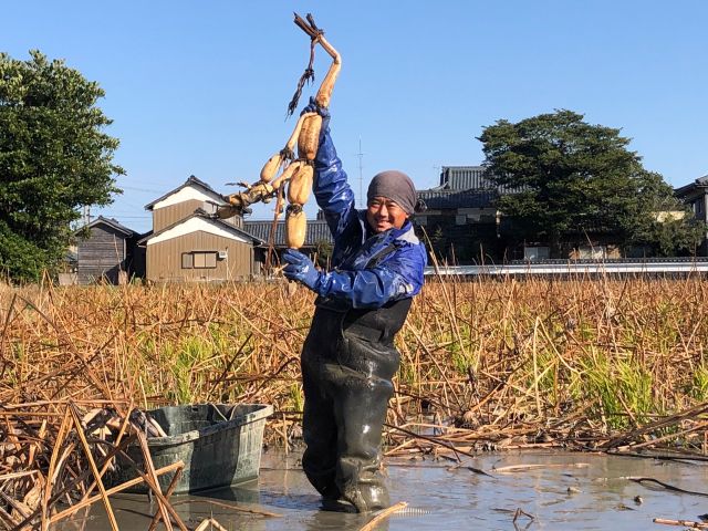 グリーンファーム角屋のれんこんは出荷直前に手で掘り起こします!