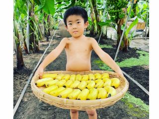 まるまると育った木更津産バナナを収穫!!!