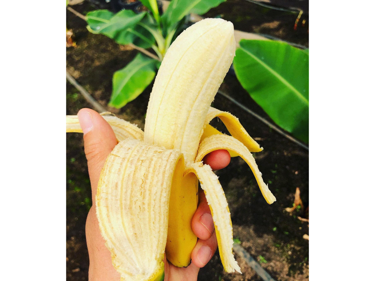 ƐHƃRN̂Â݁IIĔHׂꂿႤIH