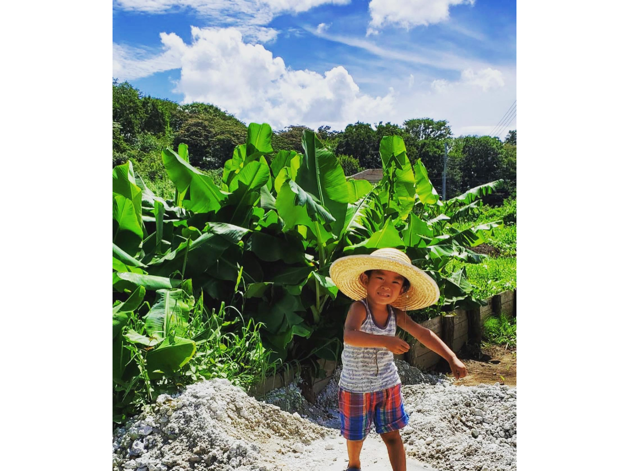 木更津《国産バナナ農園》農園見学!!200本のバナナが生い茂る農園を学びながら探...