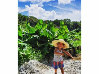 大きなバナナの苗がお出迎え!!