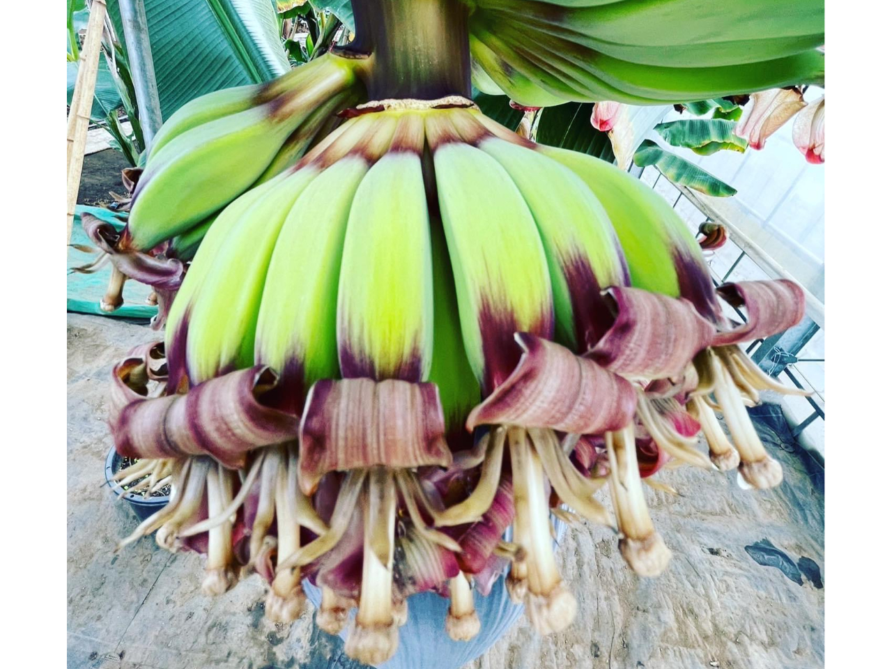 ꂢȂȂ̂ɂo邩II