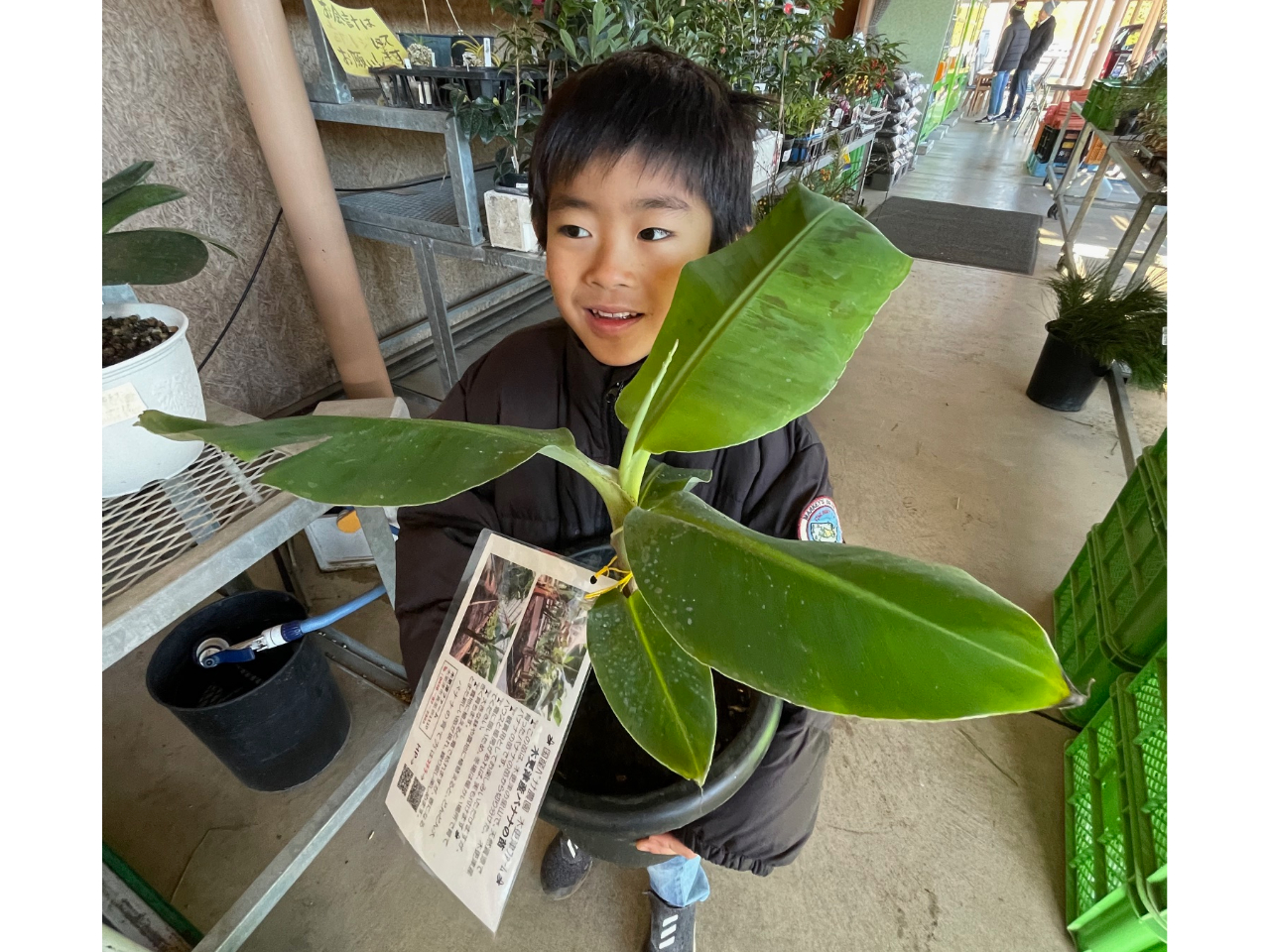 木更津《国産バナナ農園》バナナの苗ゲット&農業体験!!バナナの生態に迫り、実際の...