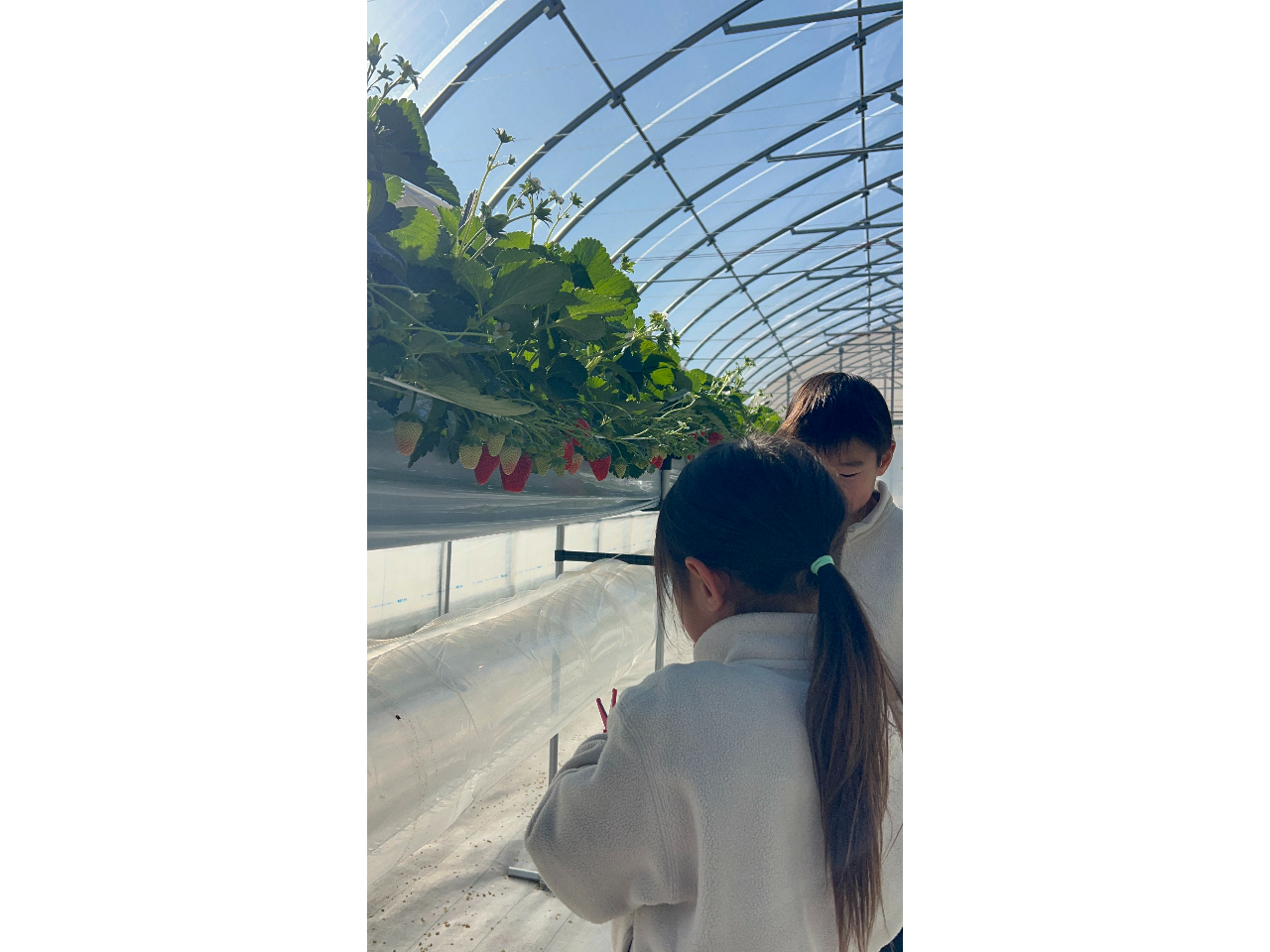 【いちご狩り始めました】平日50分食べ放題プラン!鎌ヶ谷のK-FARMいちごハウ...