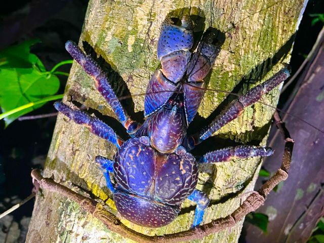 宮古島ナイトツアー名物ヤシガニ!圧巻の迫力に興奮間違いなし!