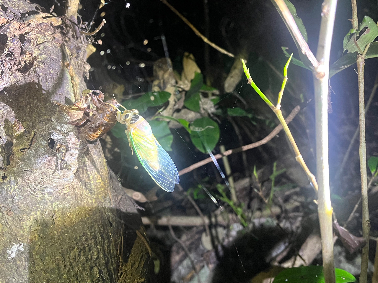 Ă̎ɂ̓N}[~̉Hɑł邩IMdȑ̌𐥔񂨊y݂I