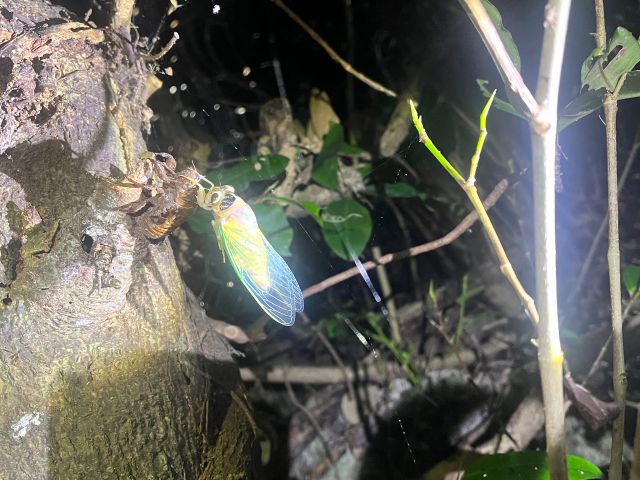 夏の時期にはクマゼミの羽化に遭遇できるかも!貴重な体験を是非お楽しみください!