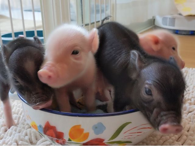 Piglets cafe】福津市マイクロブタふれあい体験予約受付中・Piglets