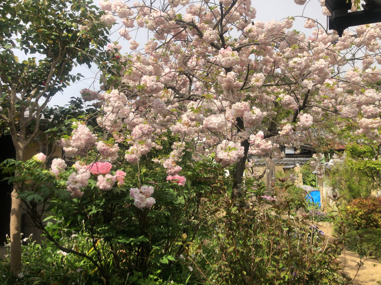 K[f̒x炫łBi͏B4/15`/25炢iNɂđOサ܂j