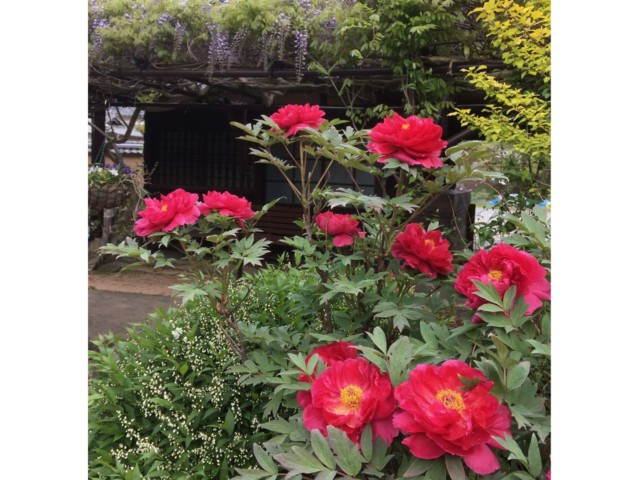 ��̗l�X�ȉԂ����Ȃ����BBQ���y���߂܂��B�i �~�A���A���b�R�E�o���A�R���A���A�V���N�i�Q�A�{�^���A䉖�A�{�P�A����A�c���u�L�A�g�L���}���T�N�A�N���X�}�X���[�Y