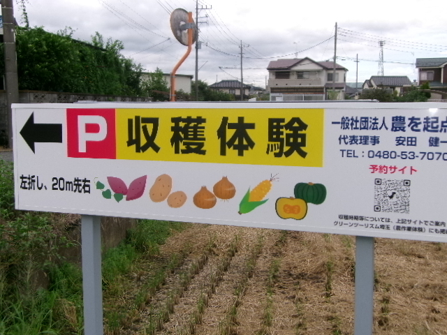 有機栽培さつま芋掘り収穫体験