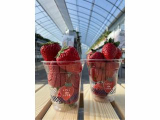 島本町にある駅近のいちご農園「いちごdeいちえ」です♪