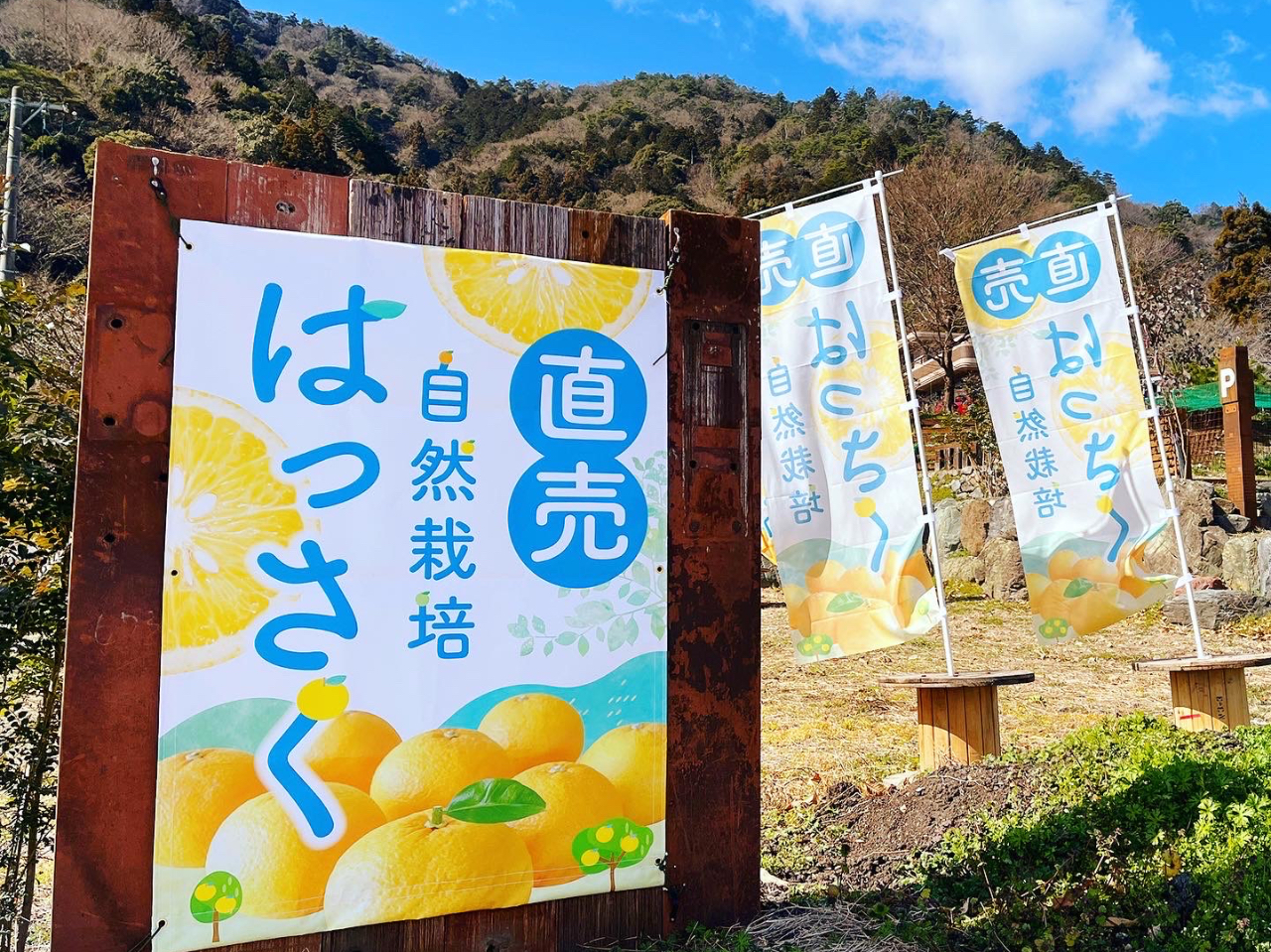 【岐阜・海津市】お土産付き☆農薬不使用!お子様にも安心♪南濃はっさく(八朔)狩り...