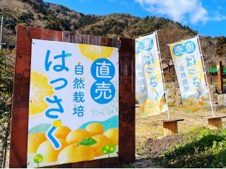 はっさくをはじめ、約30種類の柑橘を栽培。直売コーナーには季節の柑橘が並びます^^タイミングがよければ、スーパーなどでは入手できないめずらしい柑橘が並ぶことも♪