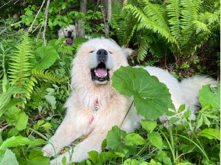 3匹いますが1匹での対応になります。
