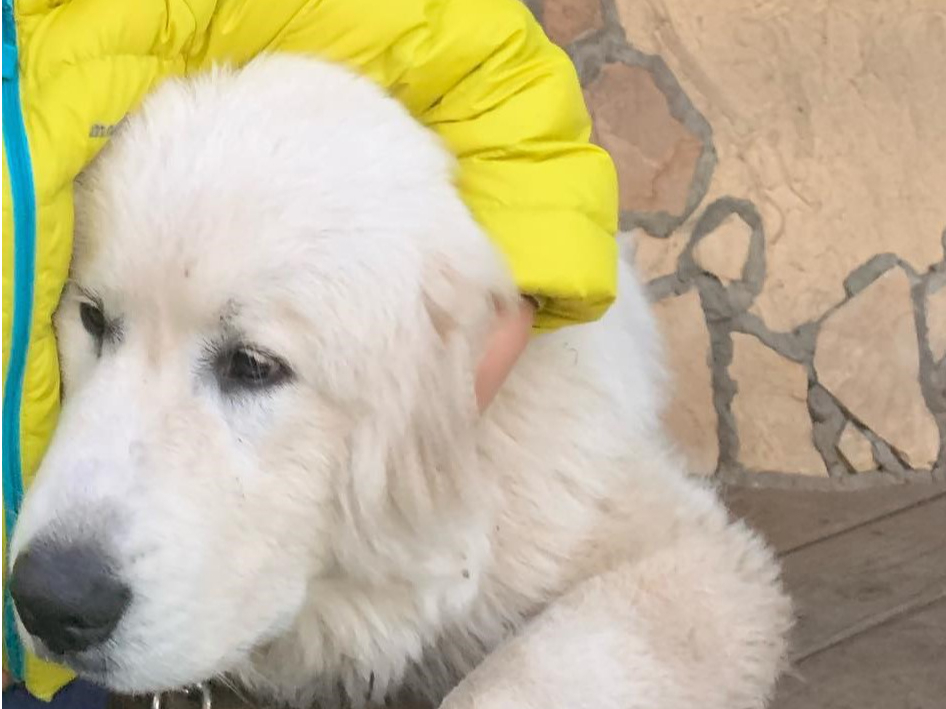 ԑ傫ȃIBオƑl̔wyɒA܂ŃVN}B