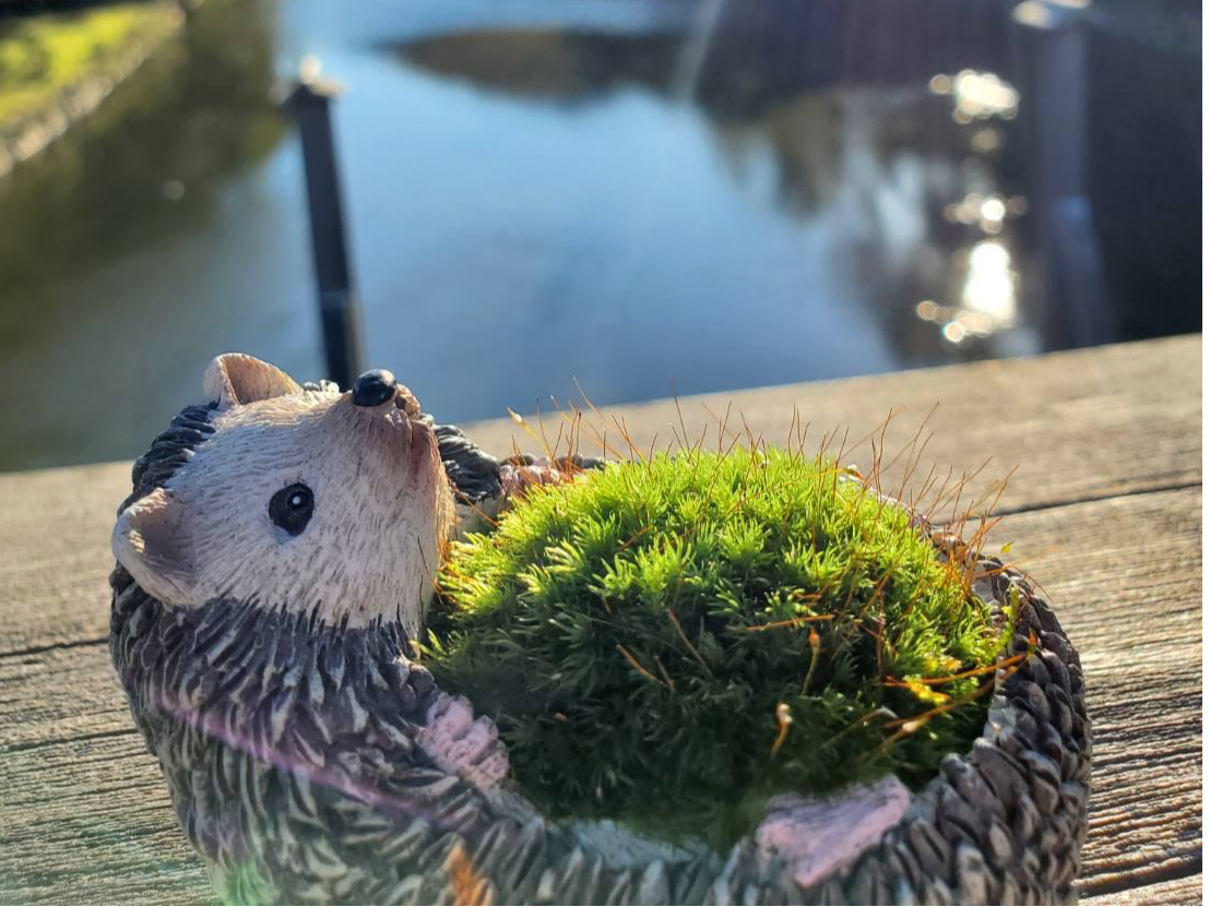 三重 伊勢】伊勢の天然苔を使ったアニマル盆栽作り/伊勢の苔玉やさん森