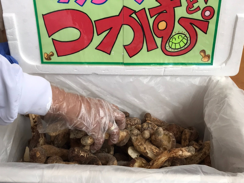 家族でワクワク☆みんなで松茸GET！！ 高級な国産松茸をな、な、なんと