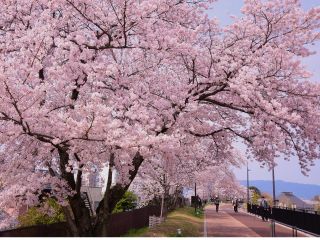de愛ひろばの桜