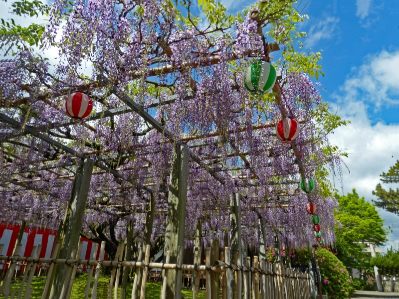 ��ʎВc�@�l���Îs�ό����Y����̎ʐ^2