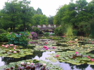 花影の池