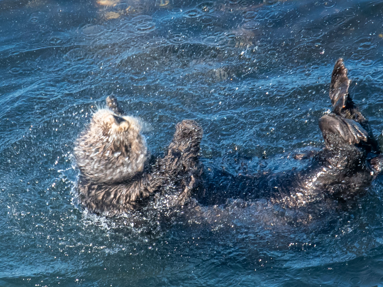 ブルブルブル ラッコもやるんだね 犬みたいな水しぶき