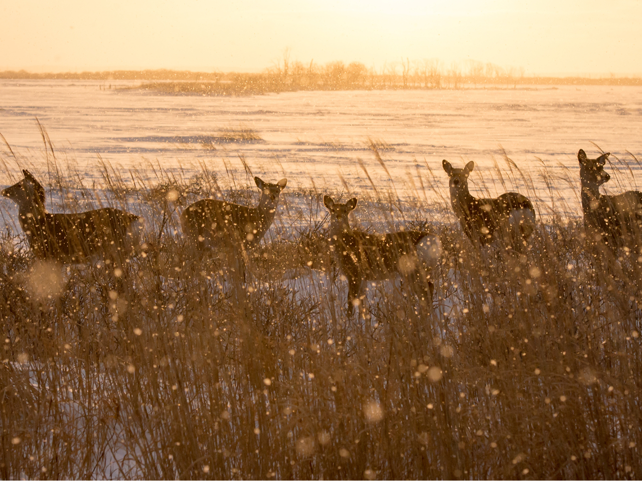 【北海道・道東】ここでしか撮れない写真がある!野付半島フォトツアー