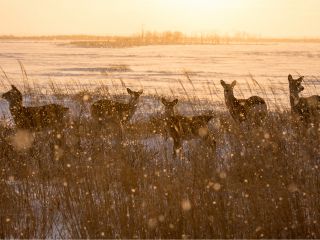 エゾシカの楽園
