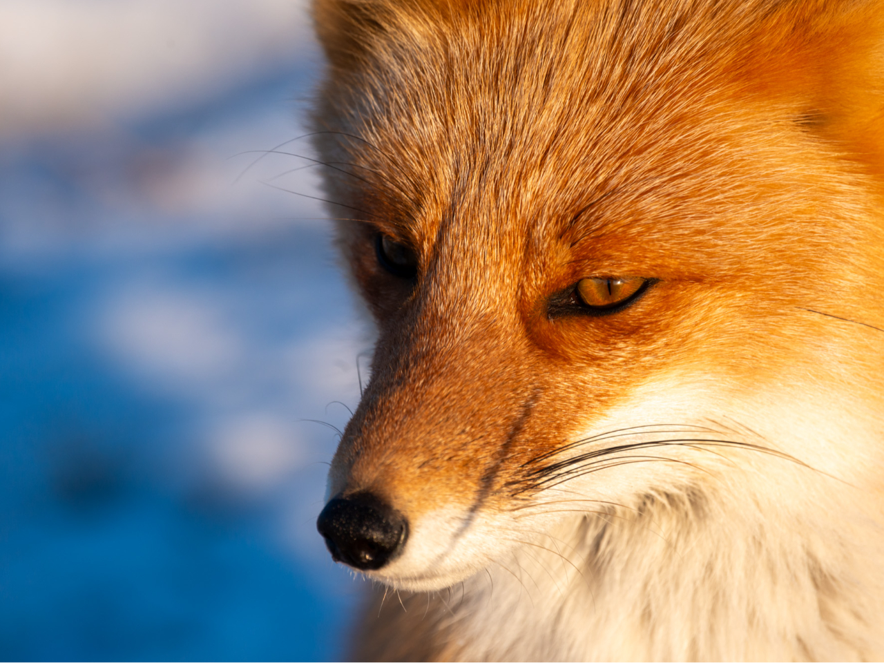 t̓ɂ͋߂ÂĂCɂȂ̂