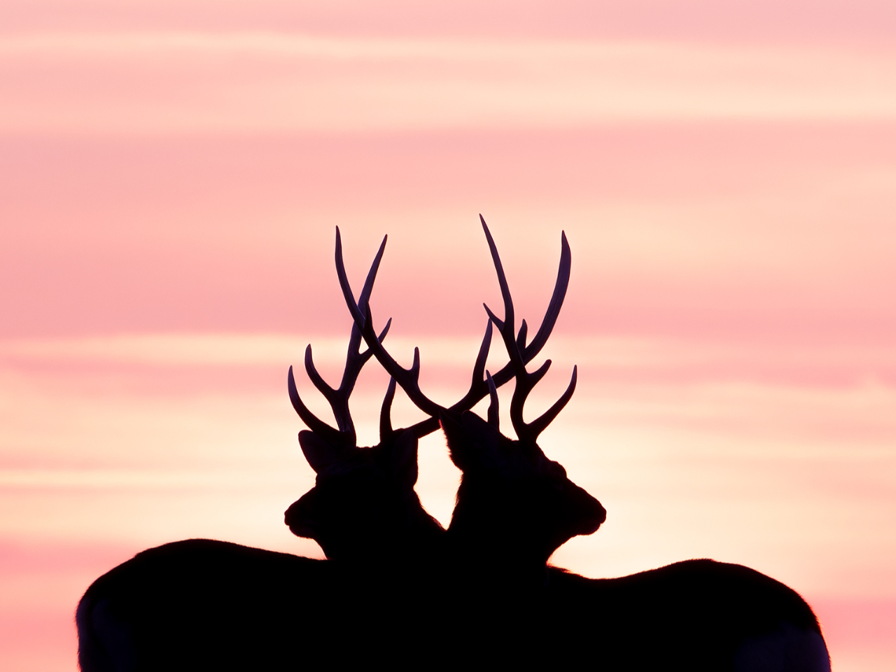 【北海道の動物たち】ここでしか撮れない写真を撮ろう!野付半島の大群鹿フォトツアー