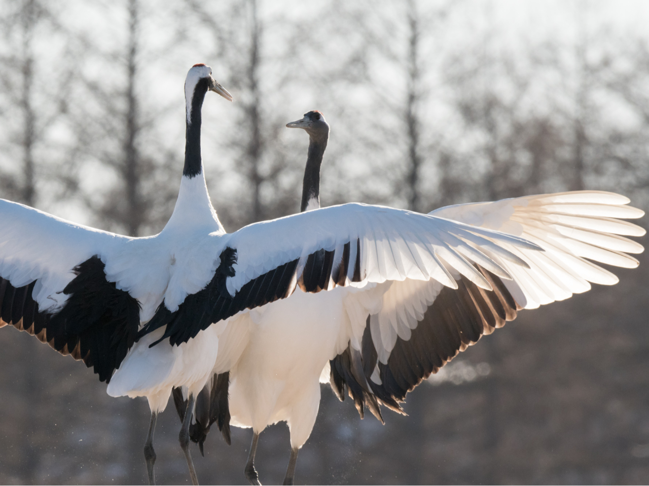 冬期限定【北海道・道東】写真を撮りたい方必見!釧路湿原フォトツアー