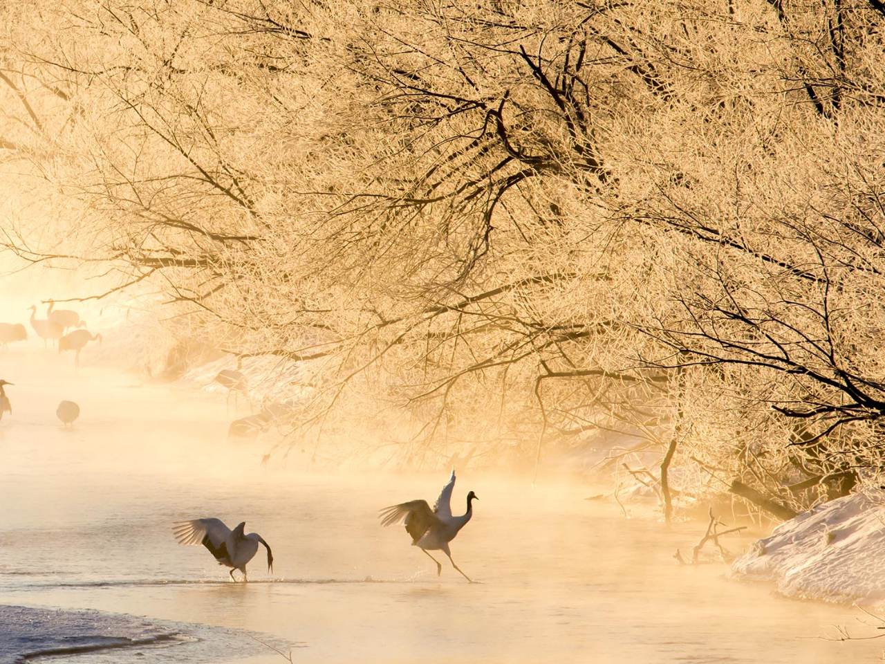 冬期限定【北海道の動物】ここでしか撮れない写真を撮ろう！釧路湿原