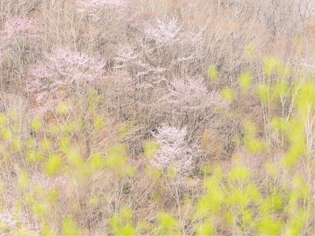 �Ԃ̍炭�T���A6���͋��H�������ʂ���