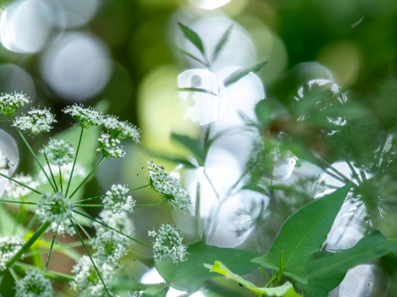 �ԂƐ��ӂ̃L���L�����A�b�v�ŎB�������́A�ԂƐ��͋��H�����̎��R�̖L�������ے����Ă���