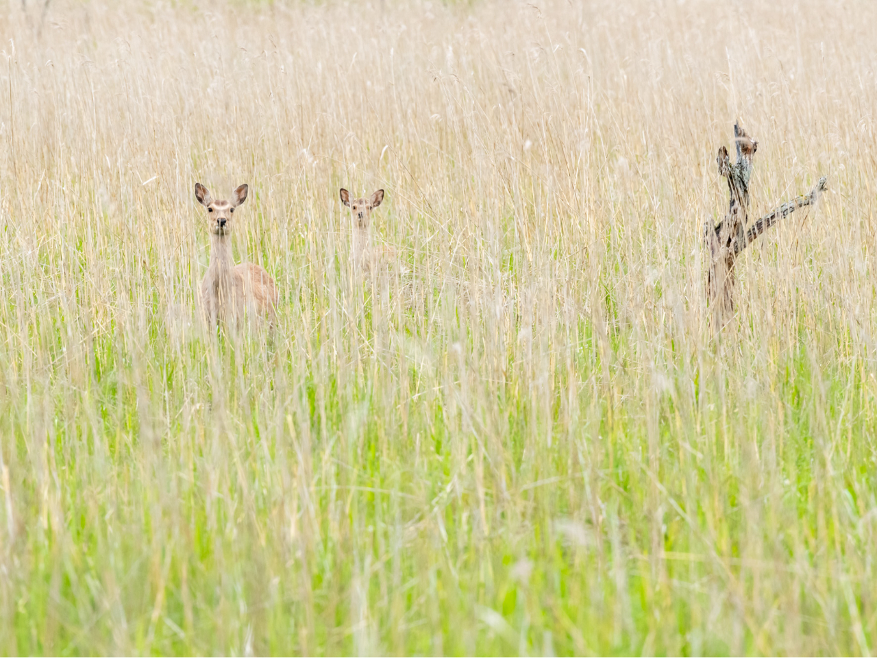 ���V�̑������ɃG�]�V�J����������f���Ă���̂͂悭���鎼���̕��i