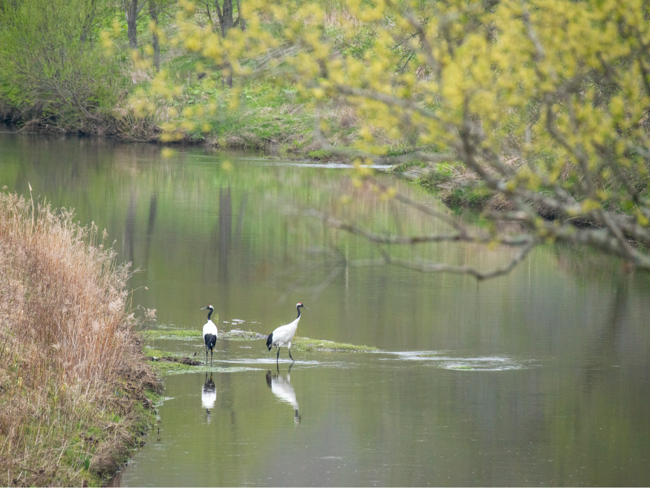 �^���`���E�͐��ӂ��D��