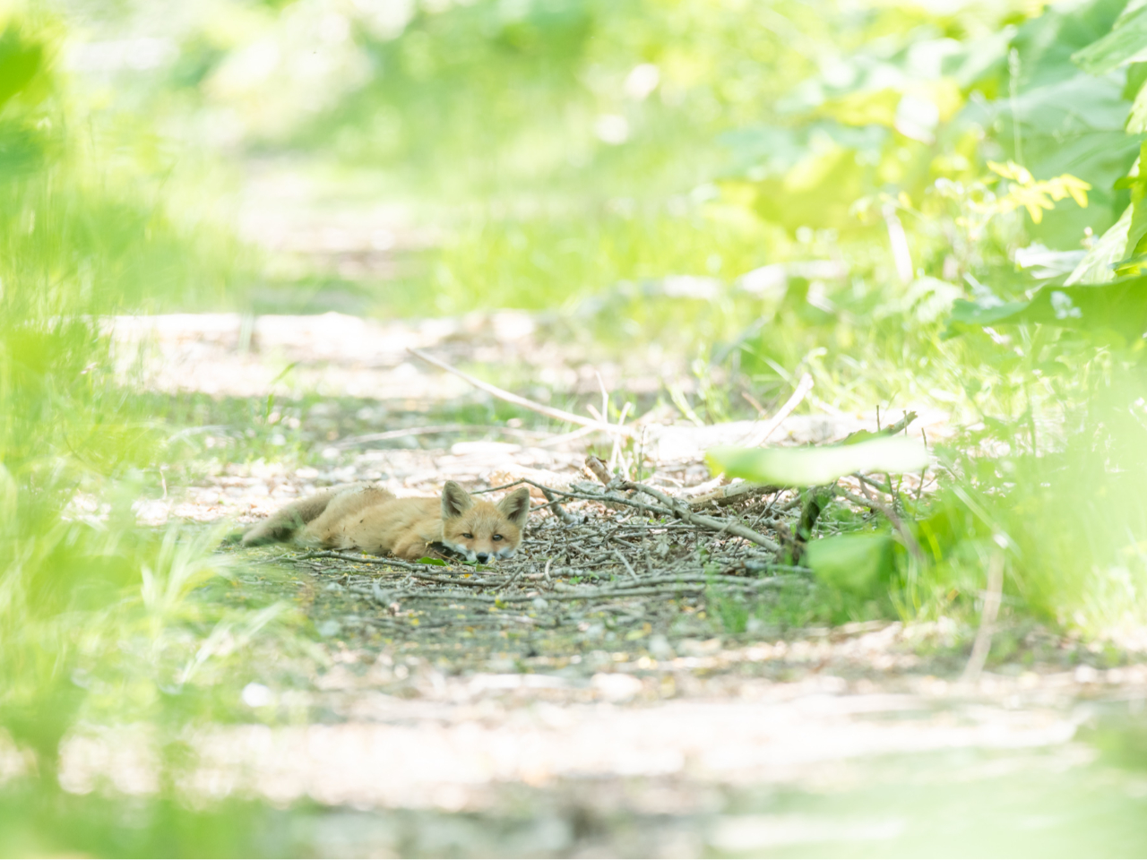 �ؓ�������Ă���ƃL�c�l���Q�Ă邩���A���܂Ȃ��悤�ɒ���