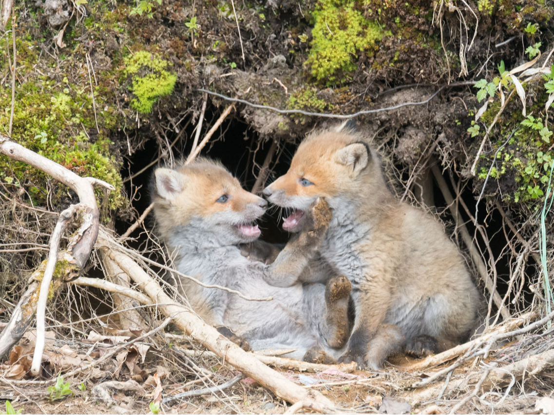 ��񂿂ᐷ��̃L�c�l�̂�����