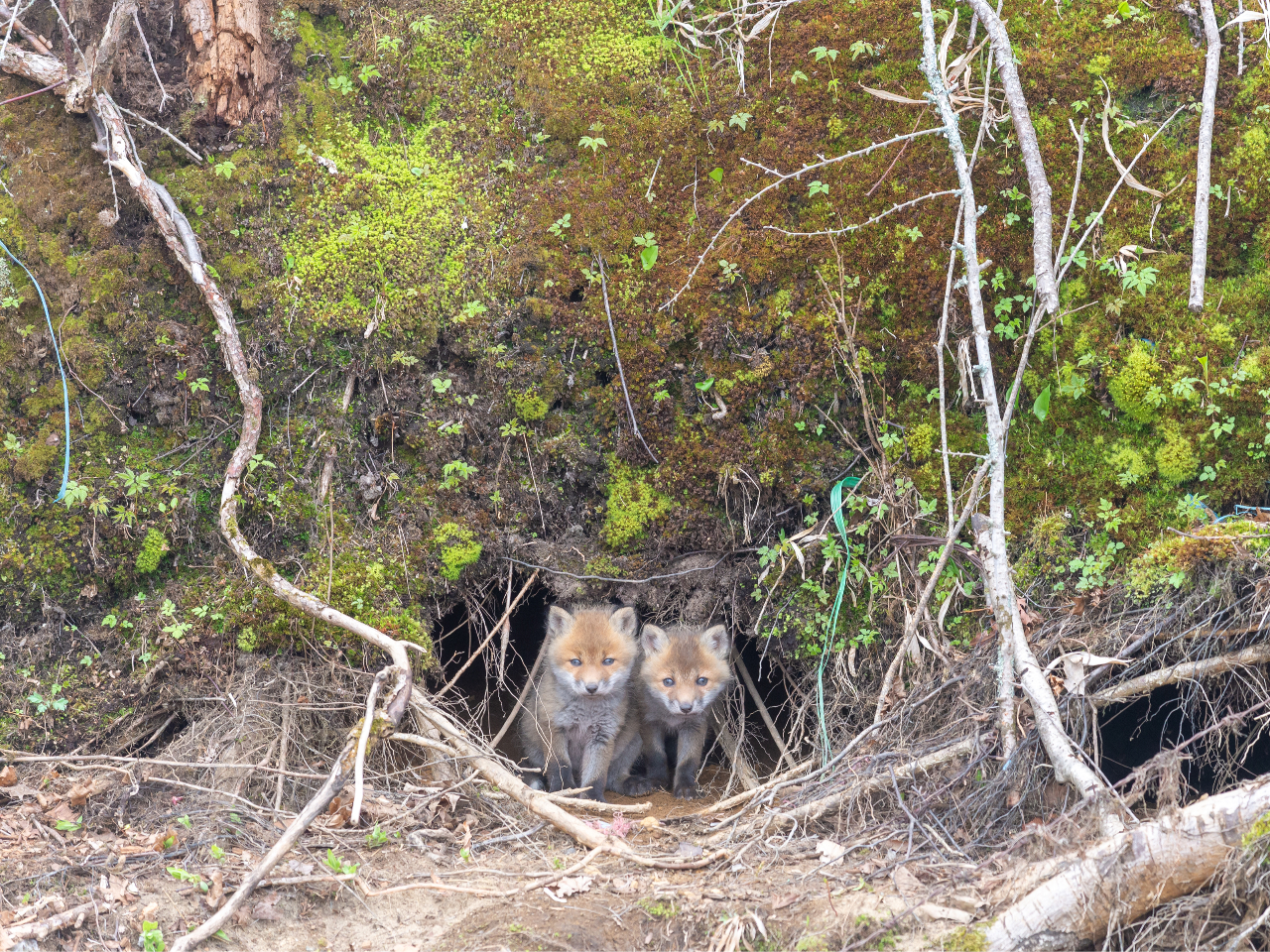 �����đ����������o�����A�J�����ɋ����ÒÂȌZ��