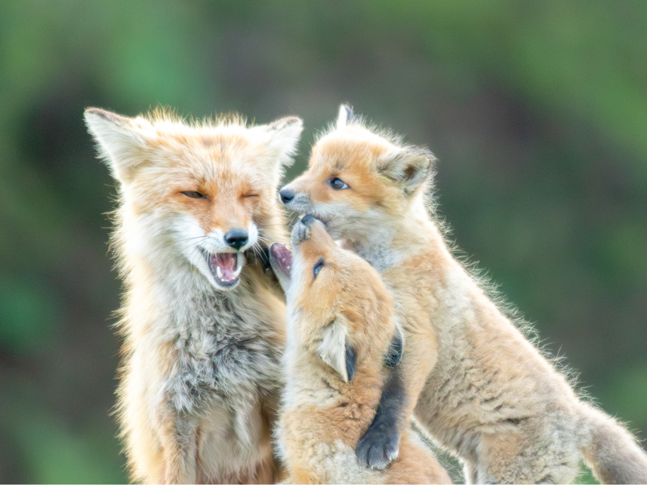 �}�}�A�����ĕ����āA����Ȃ��Ƃ��������񂾂�I�e�q�̊֌W�͐l�Ԃ��ς��ꏏ����