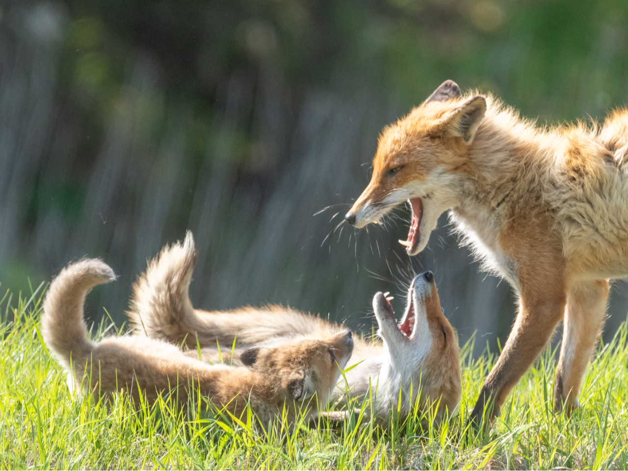 �q��Đ^���Œ��̃L�c�l�̉Ƒ��A�K������