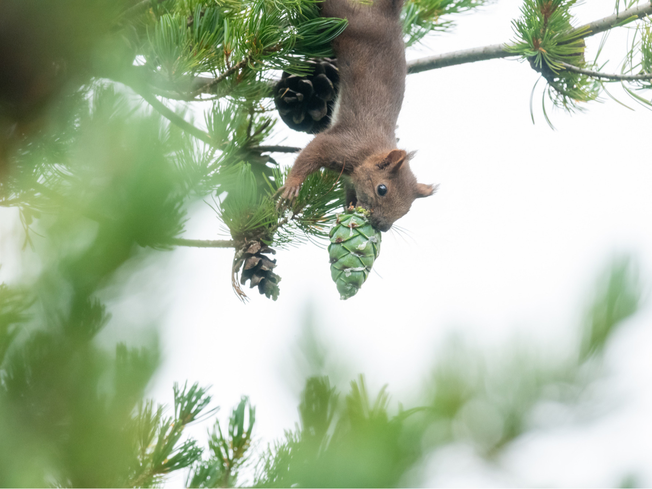 �G�]���X�͐H������V�B���ڂ����肪�J���O�ɐH�ׂĂ��܂�